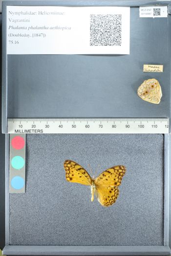 Media type: image;   Entomology 158987